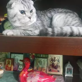 домашние животные