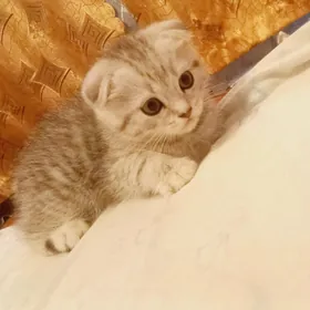 шатланский мальчик