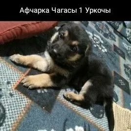 Афчарка