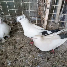 kepderi