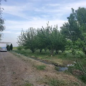 Daça 8 ýap