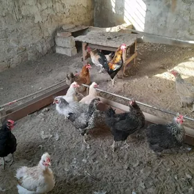 Tawuk