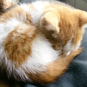 Котенок