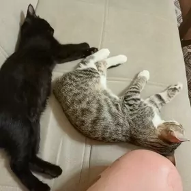 Отдам кошек на добрые руки!