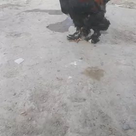 brama horoz