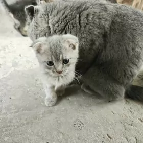 котята
