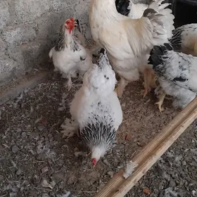 ak brama towuk ýumurtga