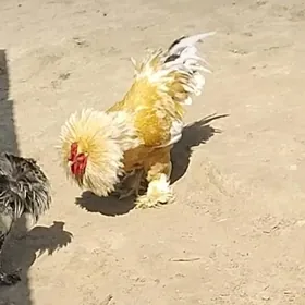 limon brama towuk ýumurtga