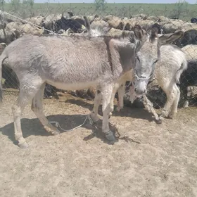 eşşek
