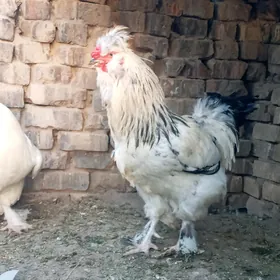 horaz brama arassa