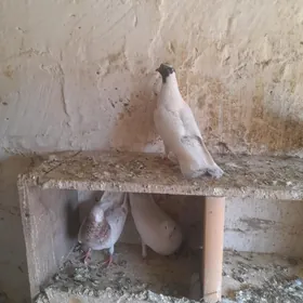 kepderı