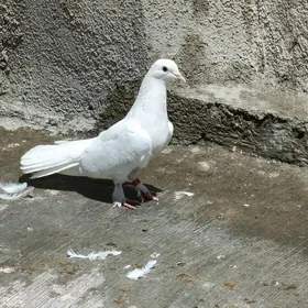 kepderi