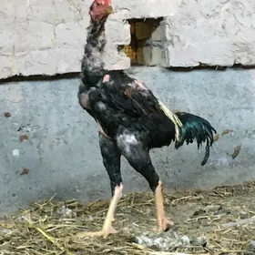 horaz