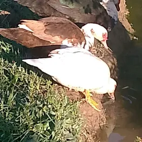 indagutka