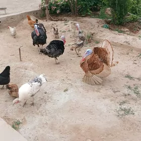 induk индук