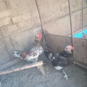 карлик