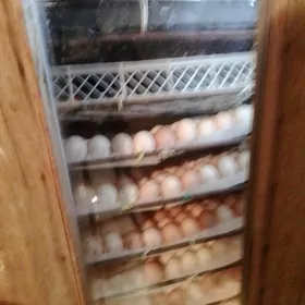 улы кичи  инкобаторлар
