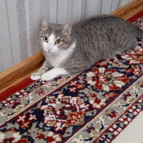 отдам кошку