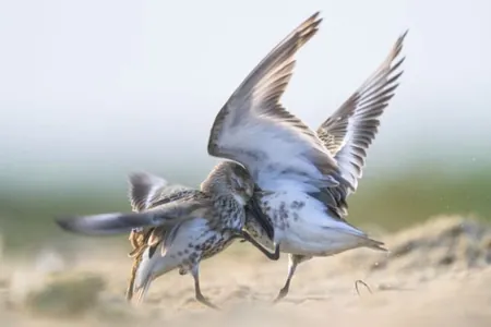 Baýragyň deňinden uçup geçen guşlar: «Bird Photographer of the Year» bäsleşiginde baýrak almadyk suratlar çap edildi