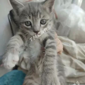 Котенок