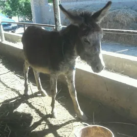 eşek