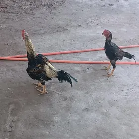 Хораз
