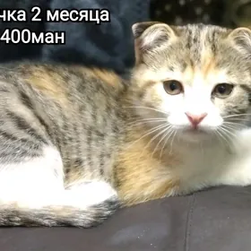 вислаушка