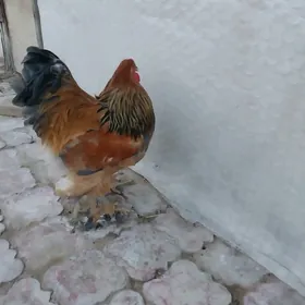Brama horaz