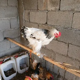 brama