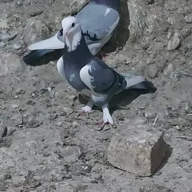 Kepderi