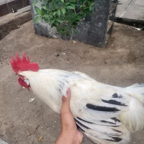 türkmen horaz