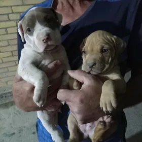 pitbull