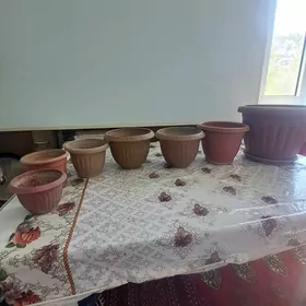 Gül. küzeler