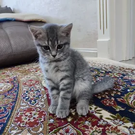 Шотландские котята