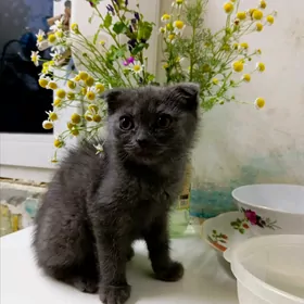 кошка