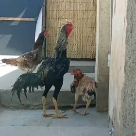 Taşkent