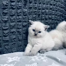 Окрас Блю Поинт