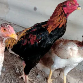 Baysow horazbaysow horaz