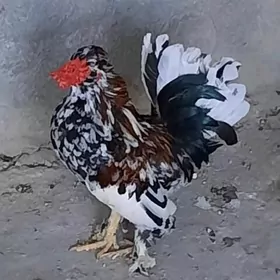 karlik Horaz.