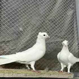 kepderi