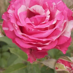 bedrelje rozalar
