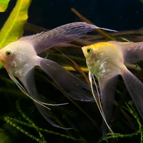 skalyar wualiwy
