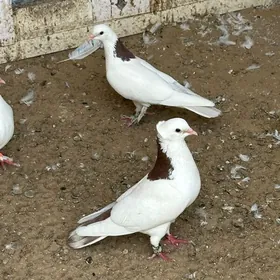 kepderi