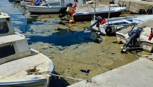 Морская слизь в Мраморном море грозит сорвать туристический сезон на севере Турции