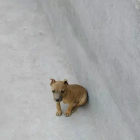Питбуль