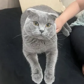 кот