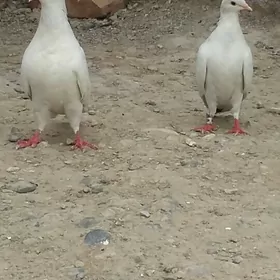 kepderi