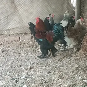 brama