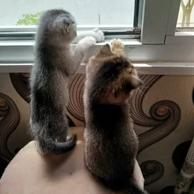 котята