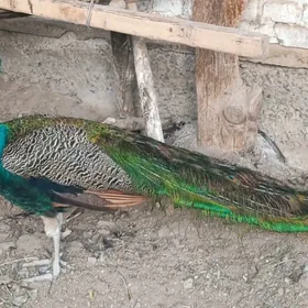 tawus